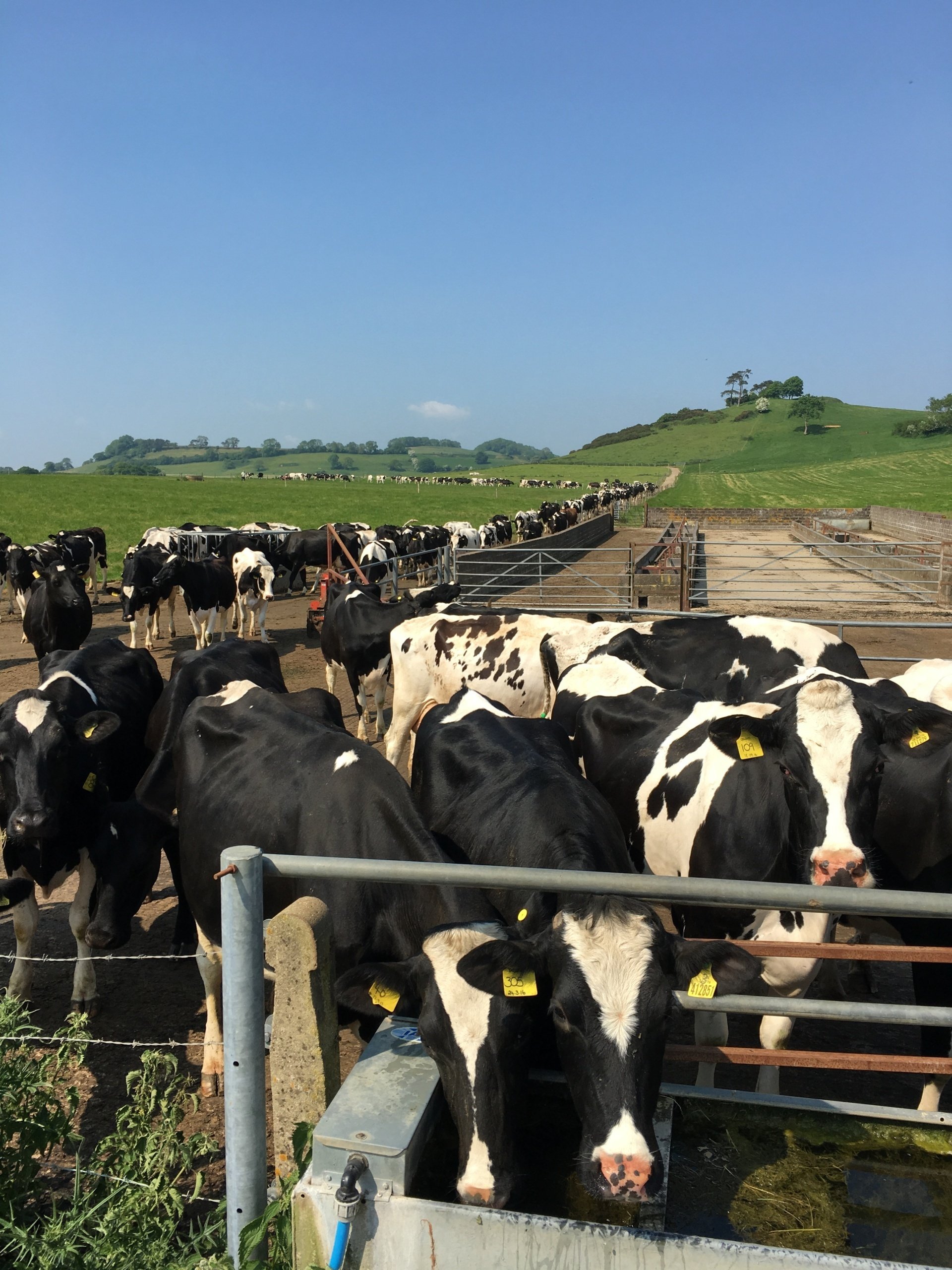 Why buy British dairy
