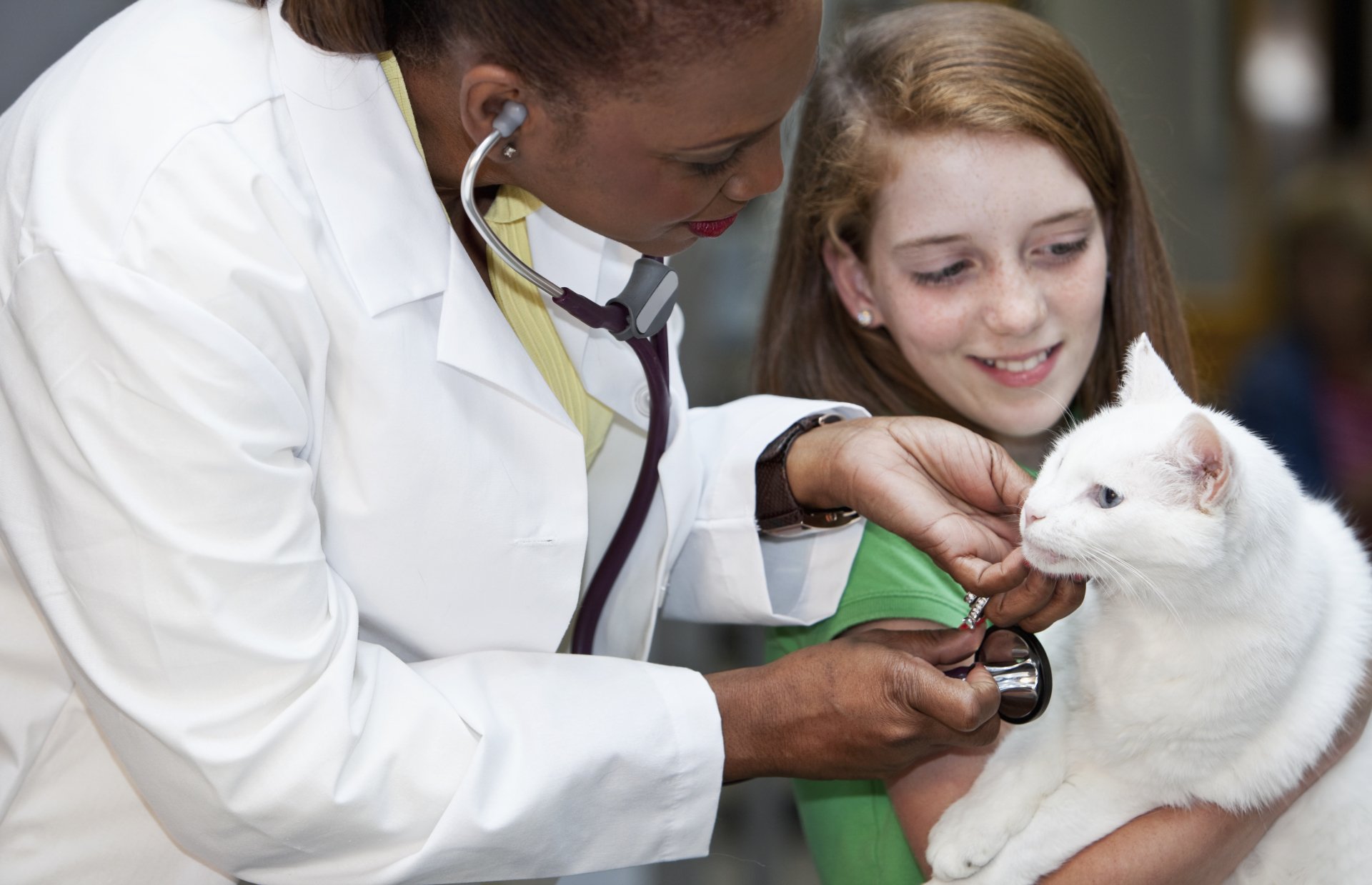 Services | Dakota Hills Veterinary Clinic