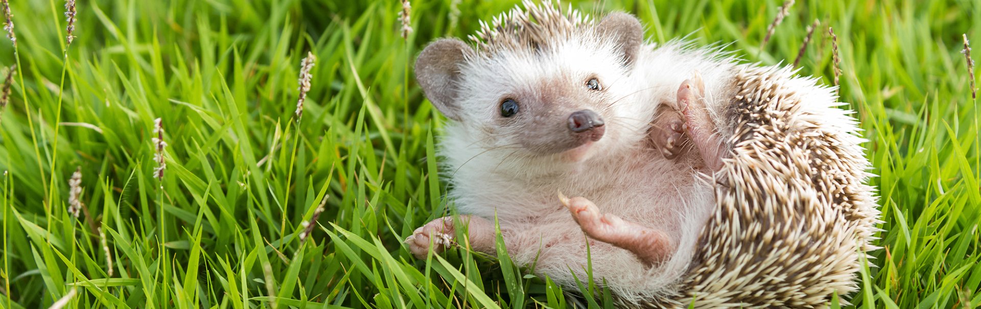 Best Toys for Hedgehogs