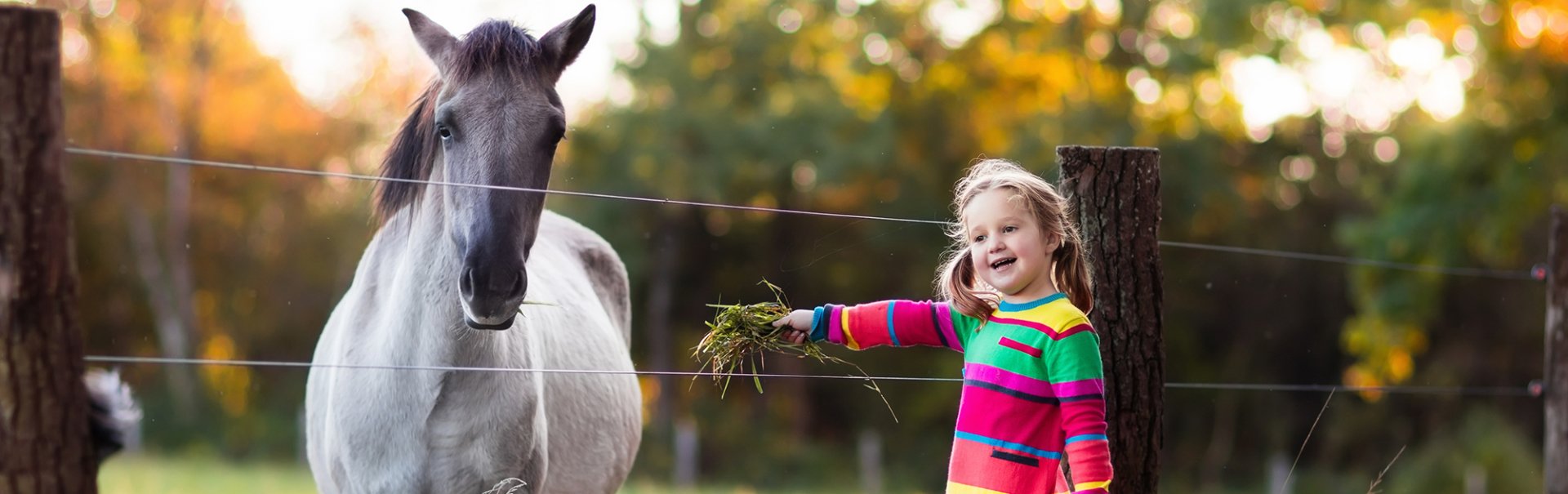 Services | Dakota Hills Veterinary Clinic