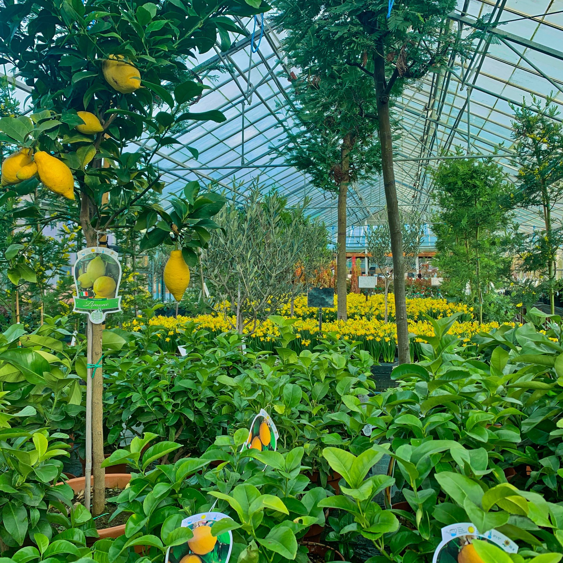 Seasonal Plants Newport, Isle of Wight Forest View Nursery