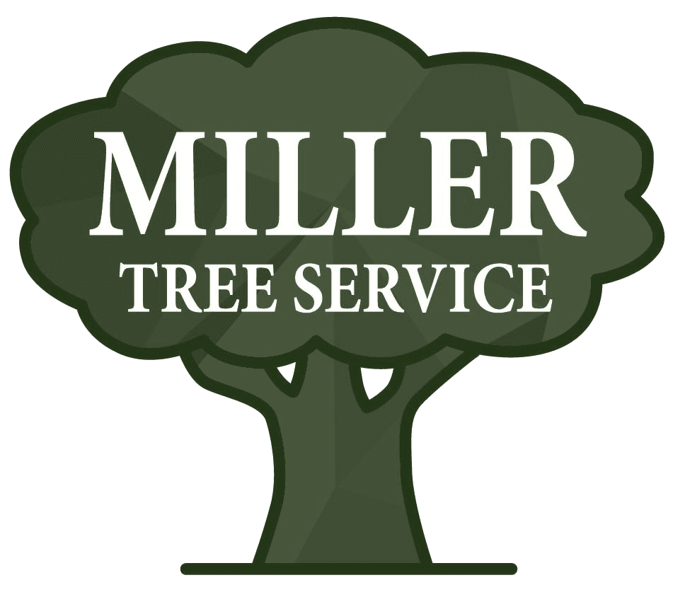 tree service winston salem nc tarheel tree service winston salem nc lewisville clemmons kernersville tree service winston salem nc tarheel tree service winston salem nc lewisville clemmons kernersville