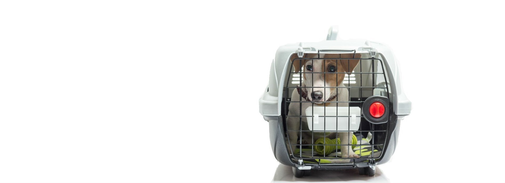 Dog Walking Services Denver Colorado Dog Walking Services Denver Colorado