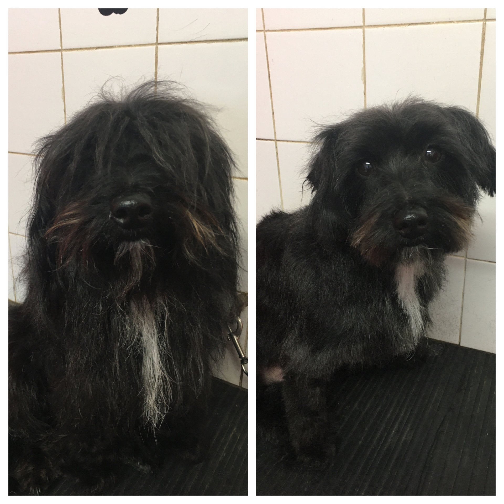 Hot Dogs Grooming at Moss End Garden Village, Berkshire