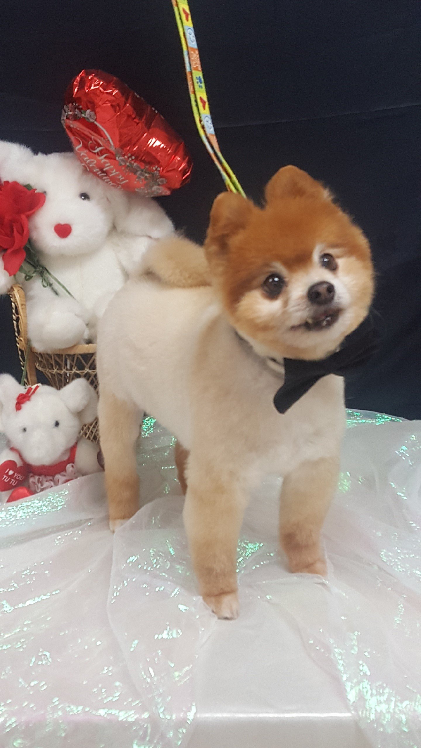 Groomers Bloomington, IL Top Dog Grooming Salon