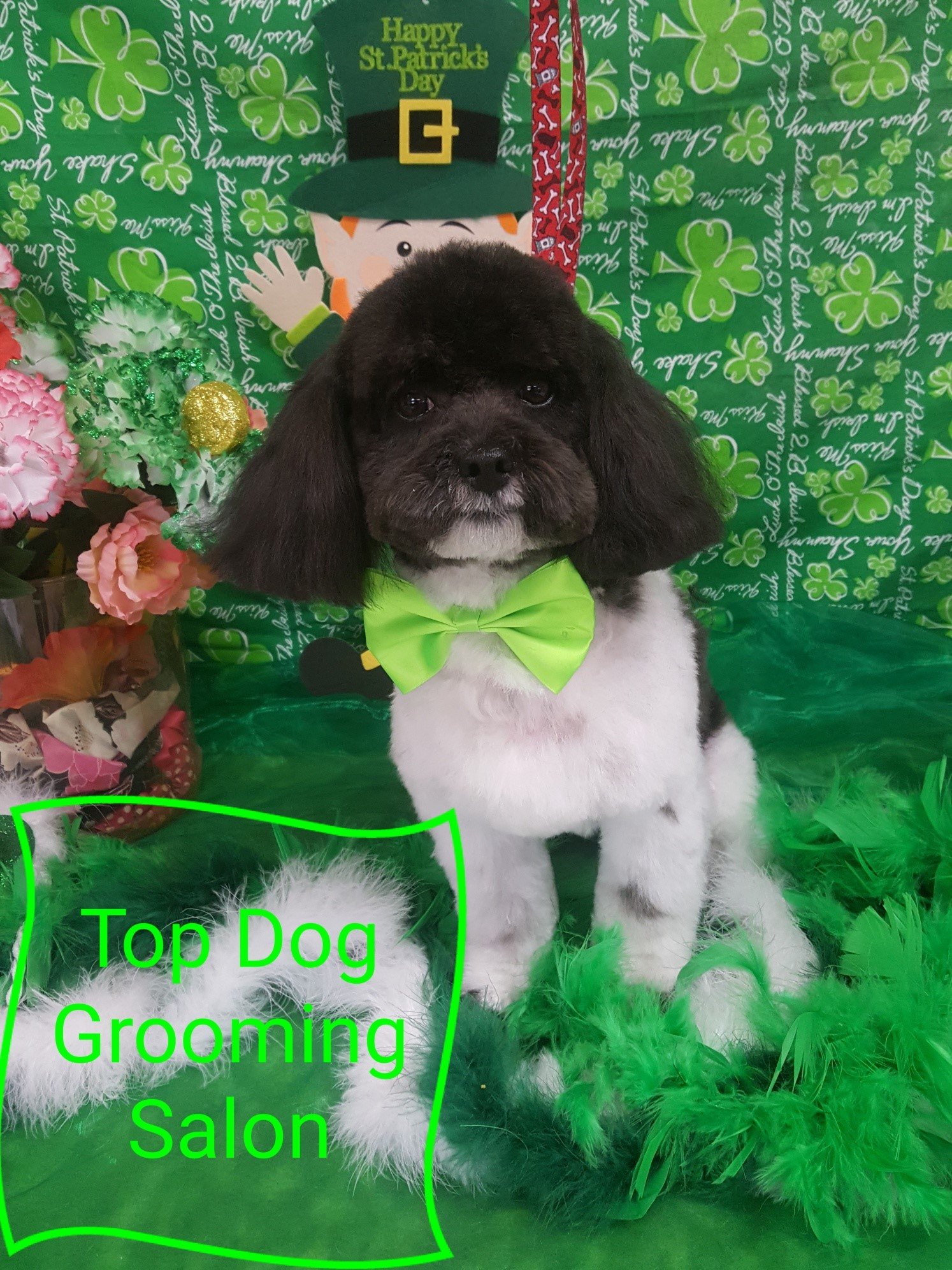 Groomers Bloomington, IL Top Dog Grooming Salon