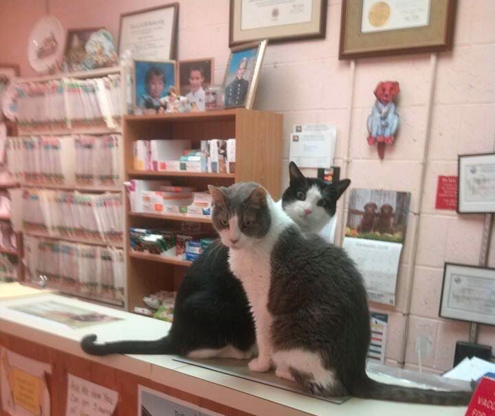 Animal Hospital Denton, MD Denton Animal Hospital