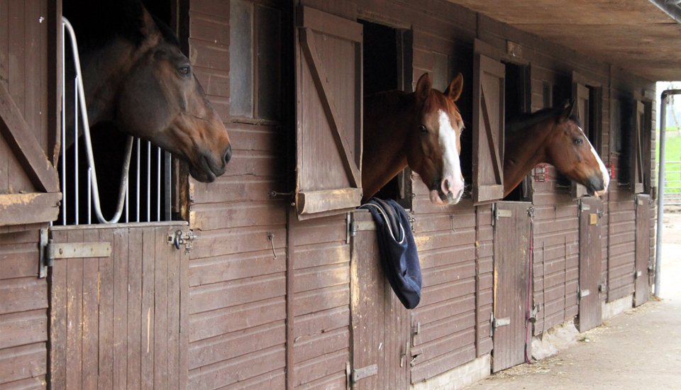 Professional riding school in Glasgow