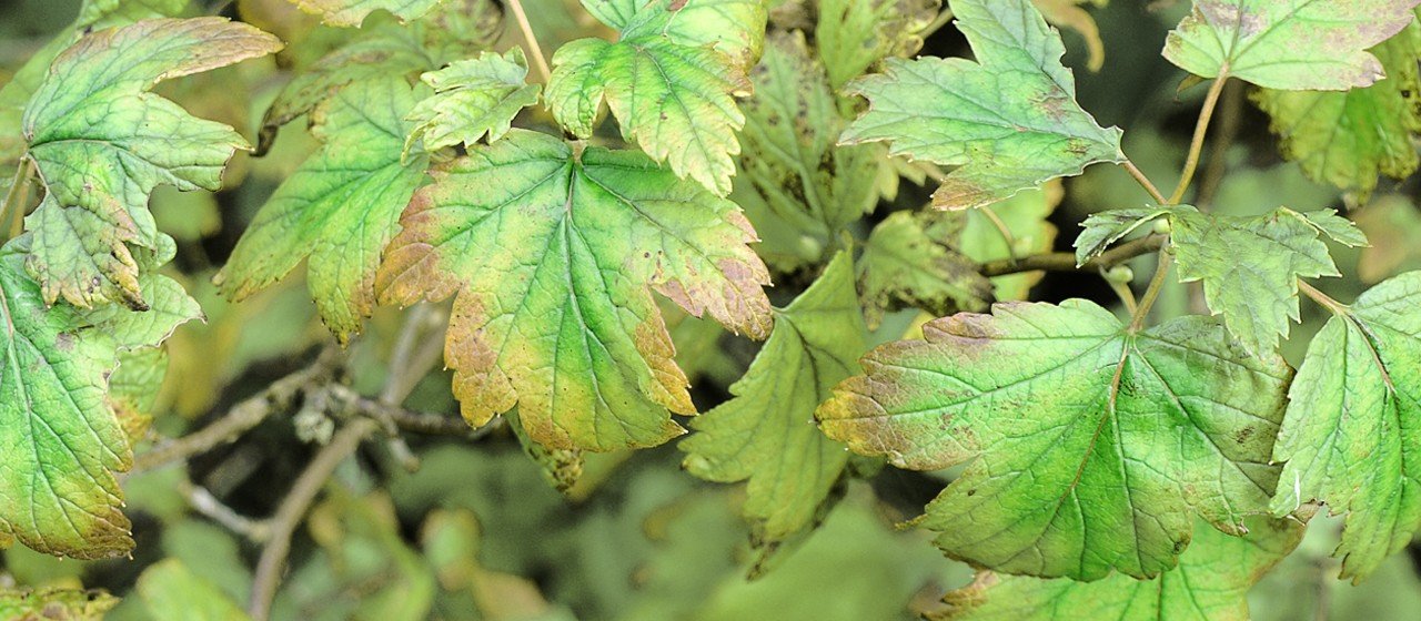 Magnesium Deficiency