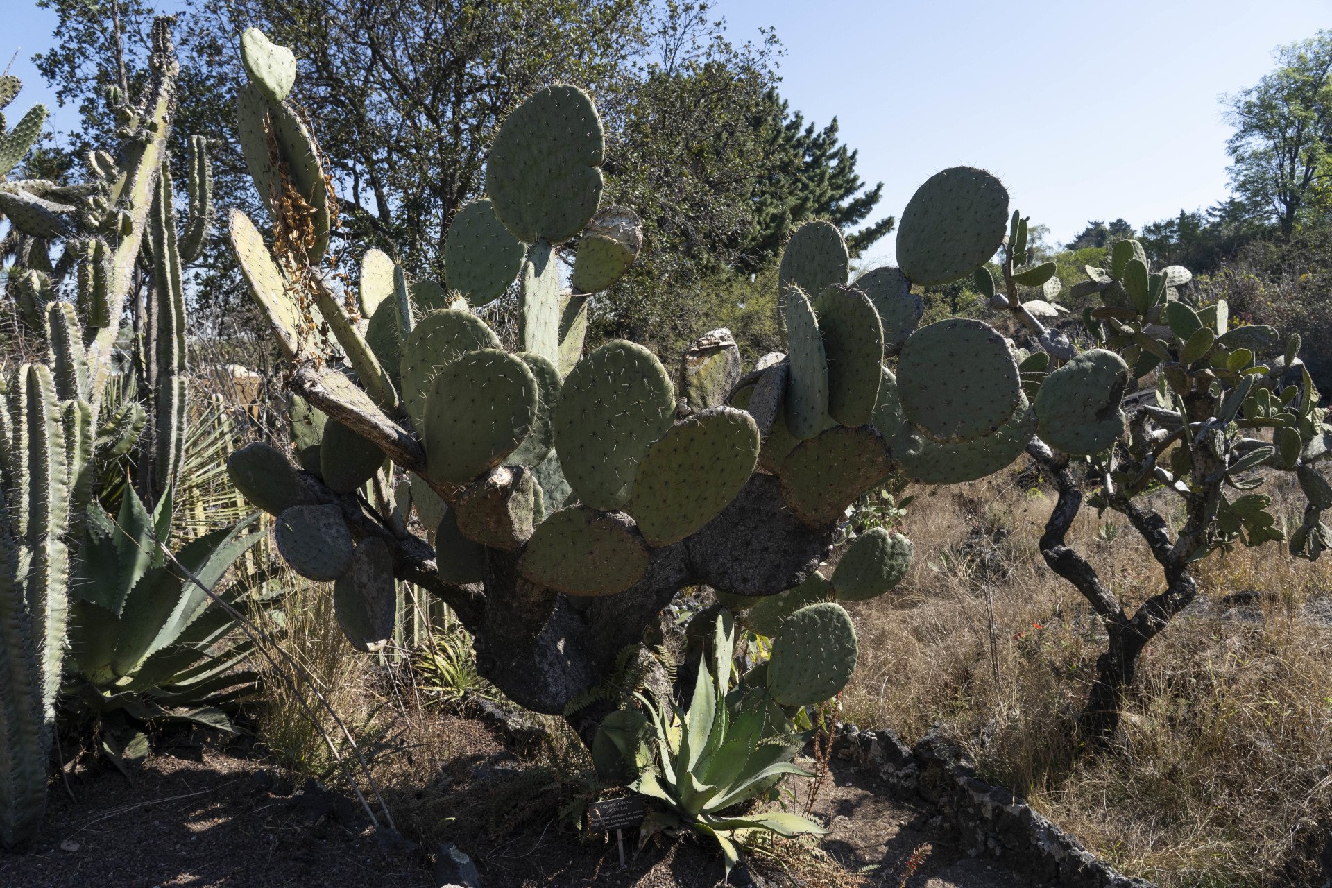 Unam Botanical Garden (Mexico City)