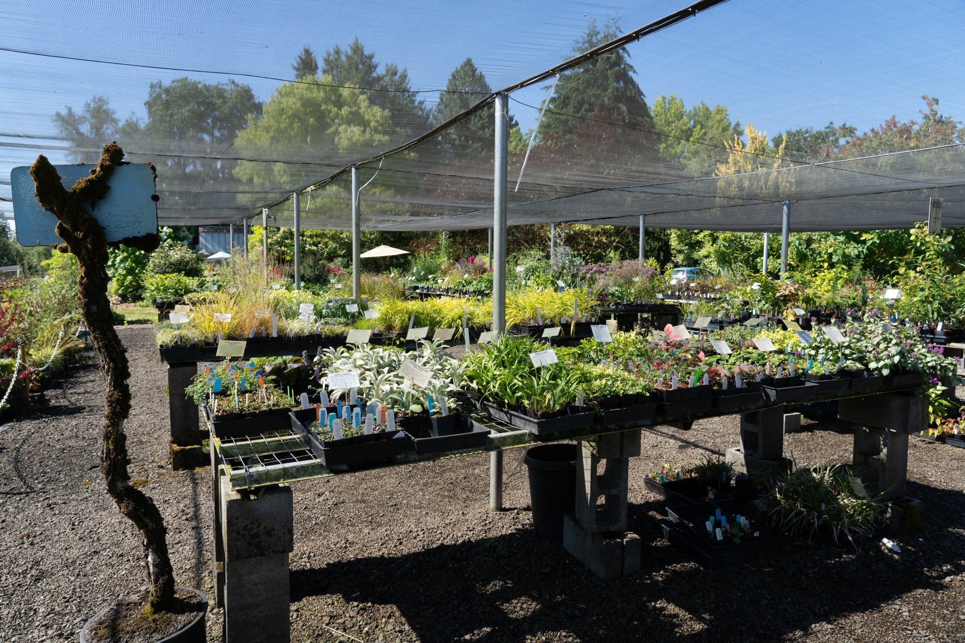 A (Socially Distanced) Visit to Secret Garden Growers in Canby, Oregon