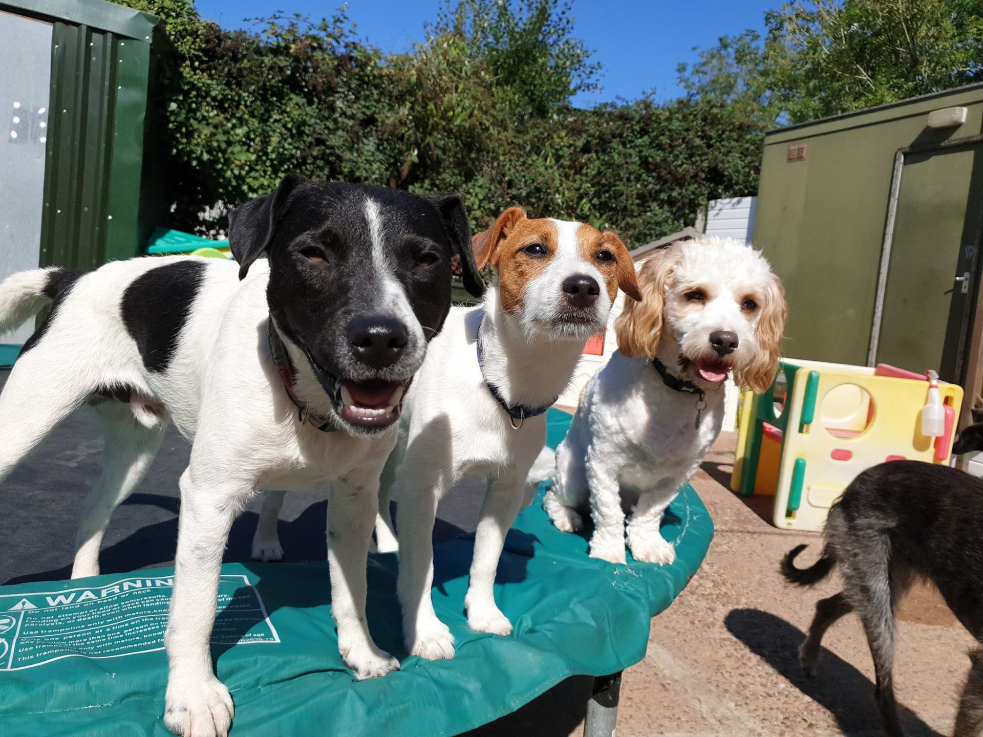 A Dogs Day Out Pinhoe, Exeter