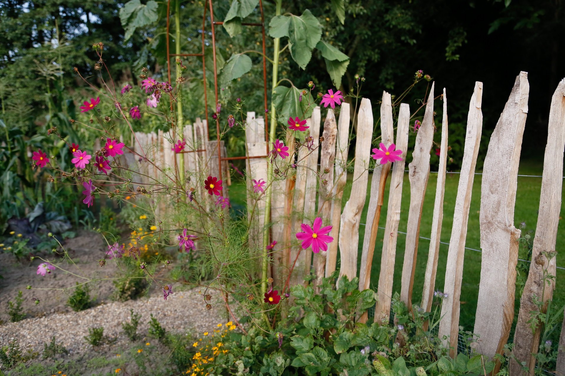 Staketenzaun für den Bauerngarten