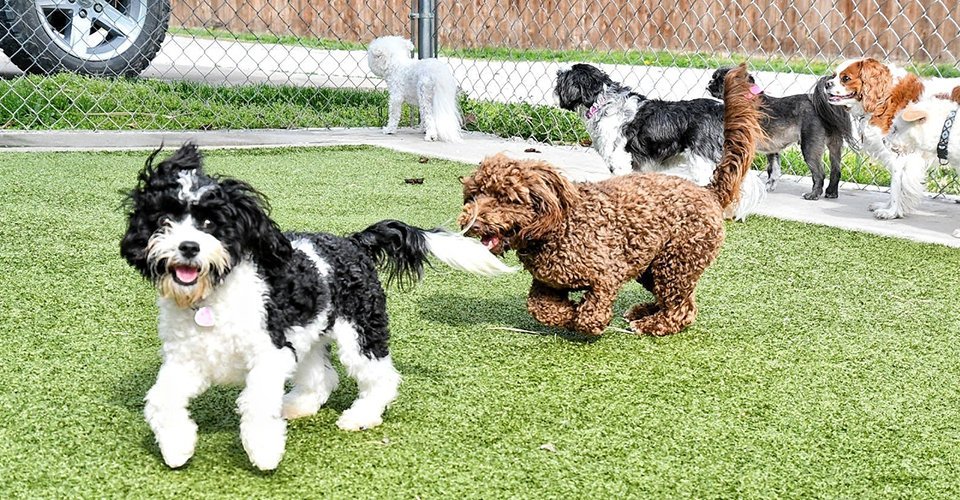 Dog Boarding Dog Party USA Dog Boarding Springdale, AR