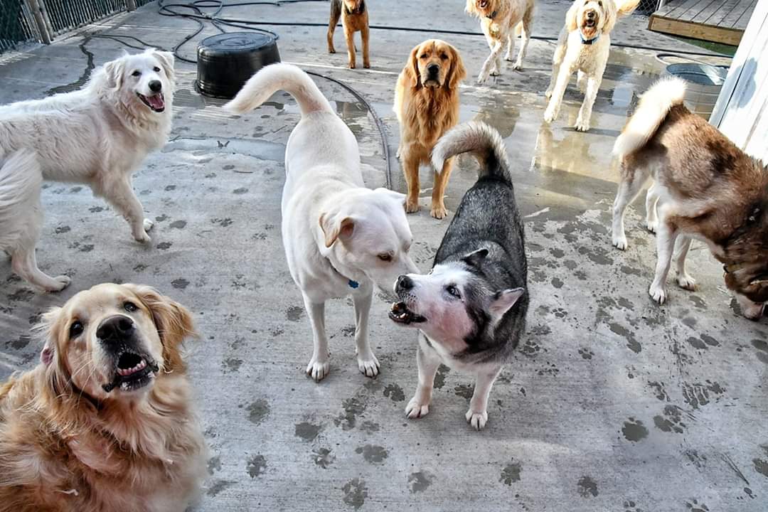 Requirements Dog Party USA Dog Boarding Springdale, AR