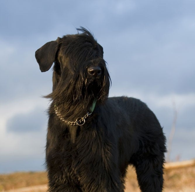 Professionally Trained Giant Schnauzer for Sale Full