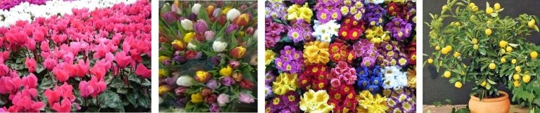 Avalle Floricoltura Collegno Torino Vivaio