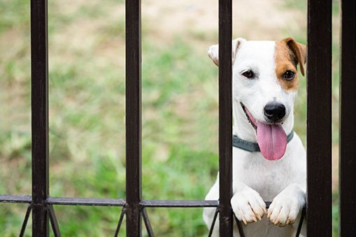 GETTING A BACKYARD FENCE FOR YOUR DOG? CHOOSING YOUR FENCE MATERIAL