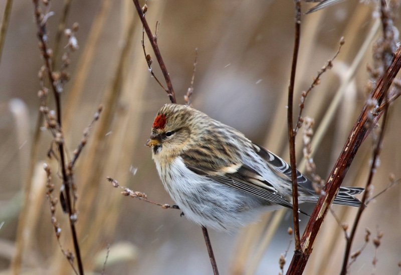 Om Mølens fugler, gravrøyser, fauna og natur.