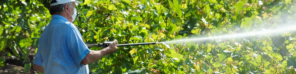 alliance pest control spray in plants