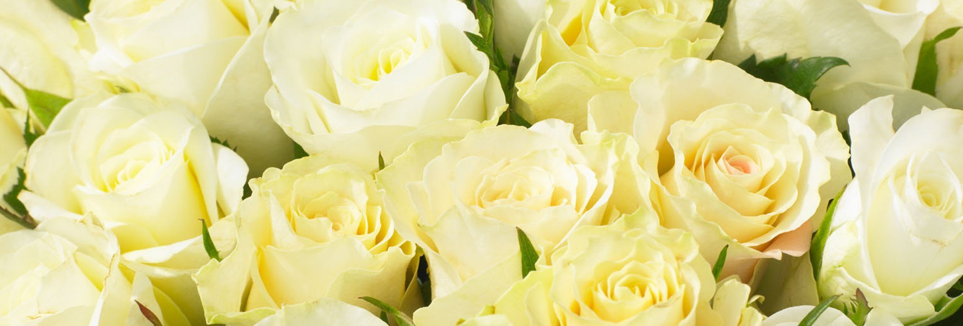 The Flower Room Bespoke Flowers In Tarporley Pastel Yellow Roses
