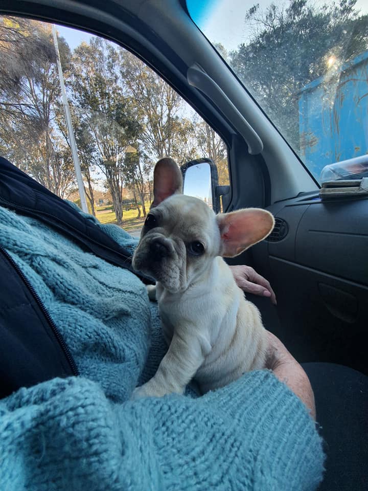 Interstate Pet Transport in Australia Pet Waggin