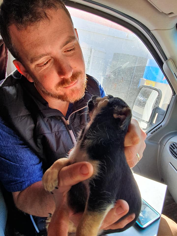 Pet Taxi Specialists in Toowoomba Pet Waggin