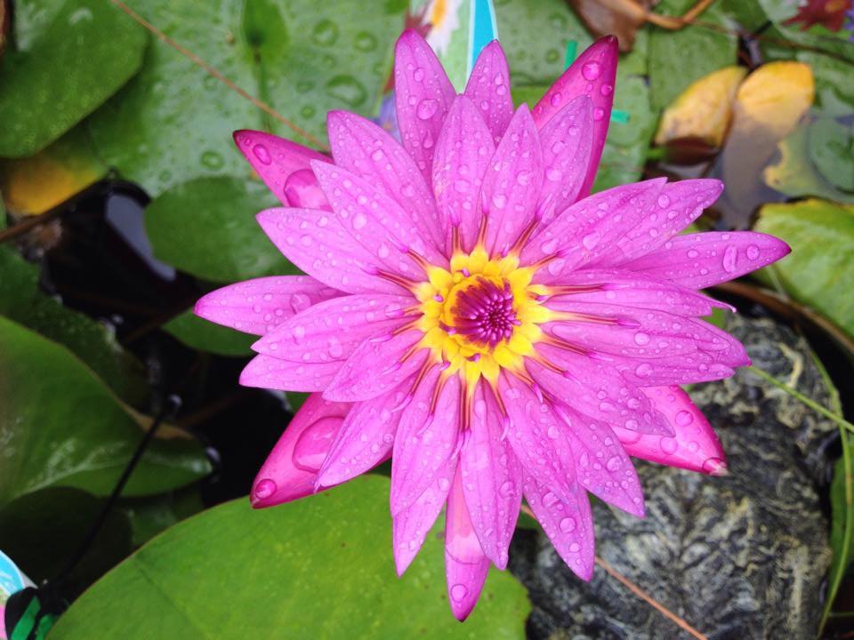 Plant Nursery, Redlands, QLD