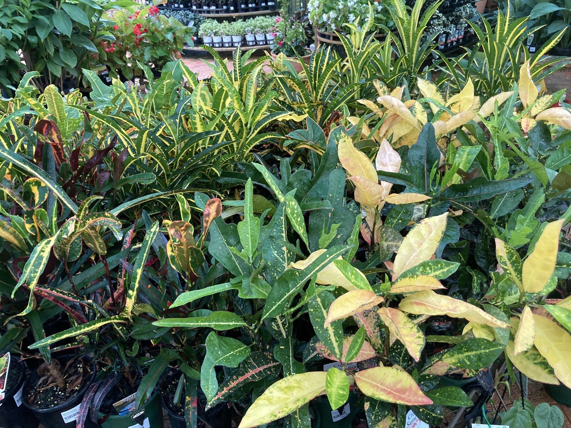 Shade Loving Indoor Plants for Sale Timbara Garden Centre