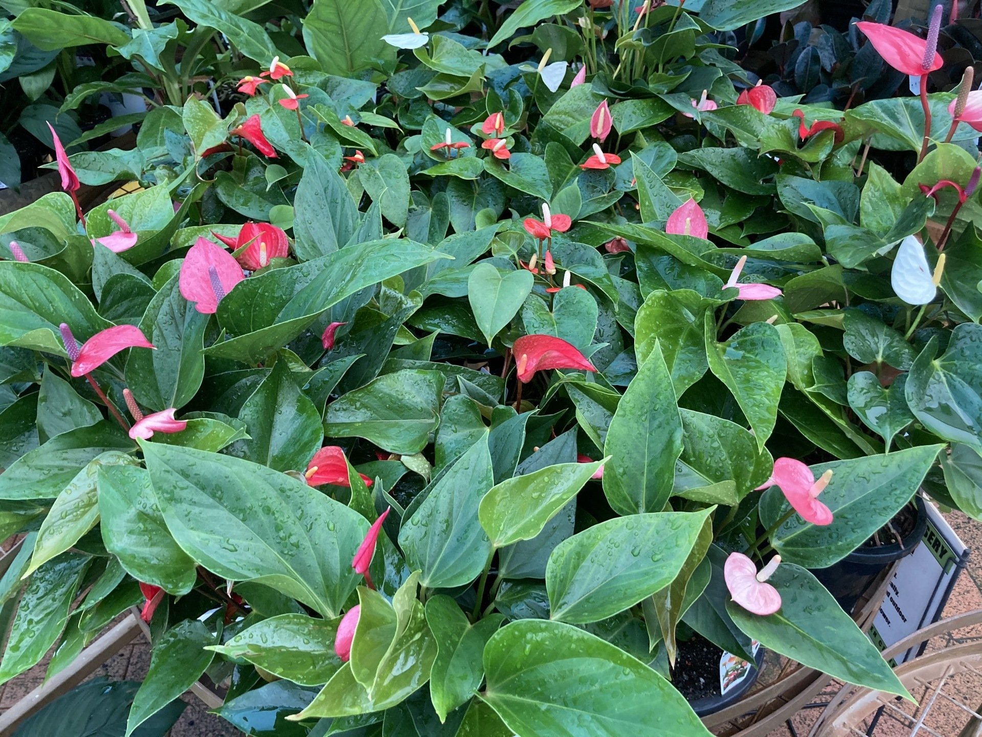 Shade Loving Indoor Plants for Sale Timbara Garden Centre