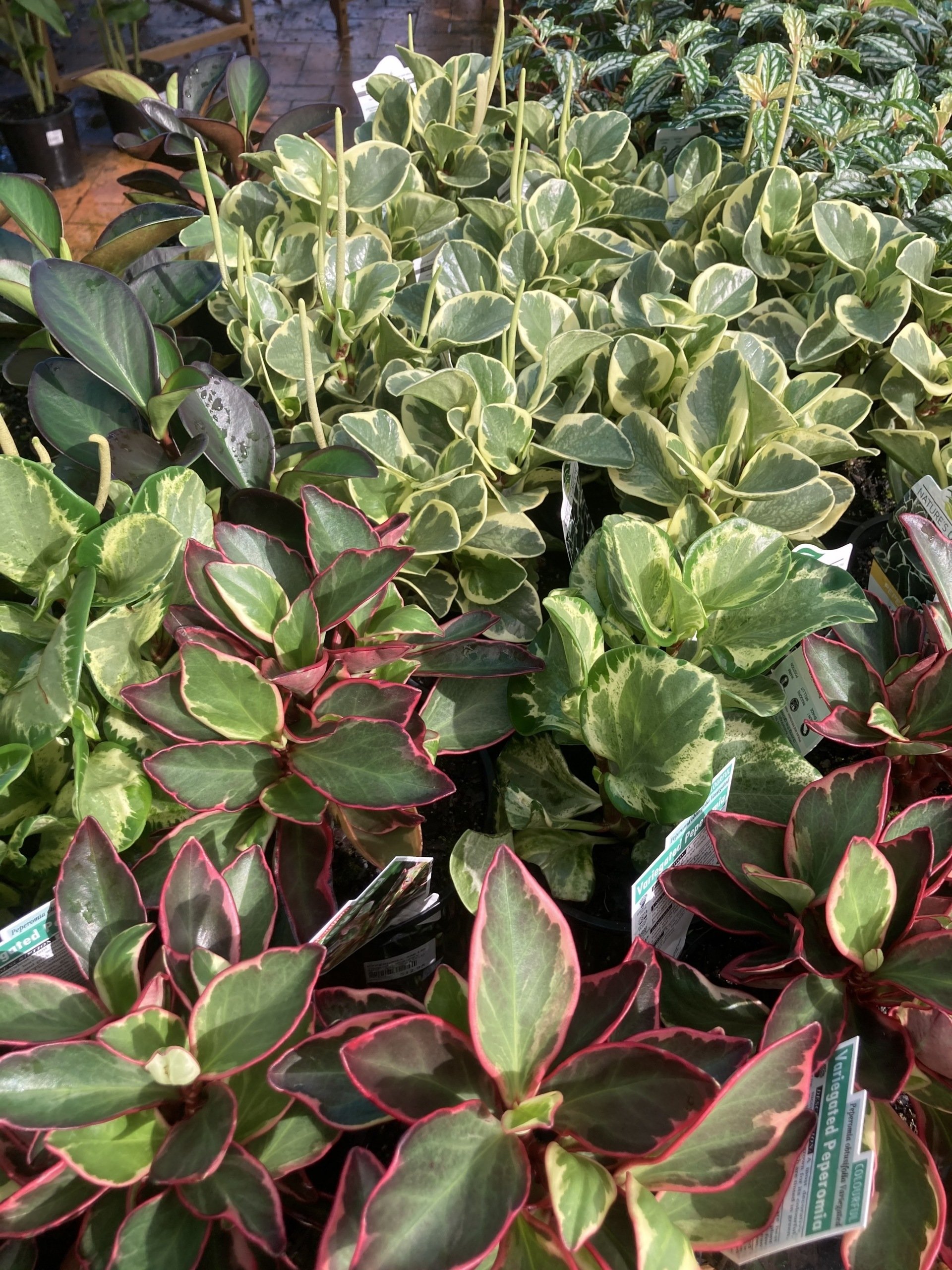 Shade Loving Indoor Plants for Sale Timbara Garden Centre