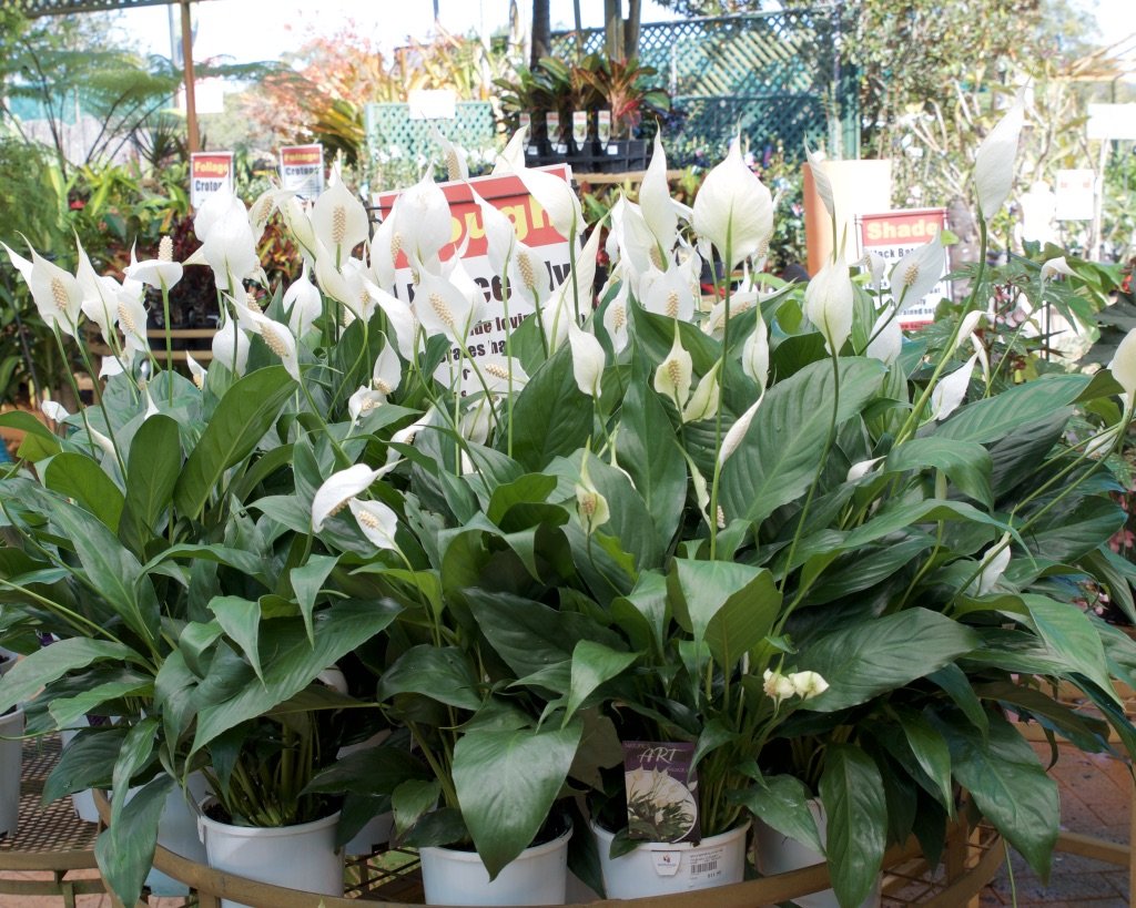 Shade Loving Indoor Plants for Sale Timbara Garden Centre