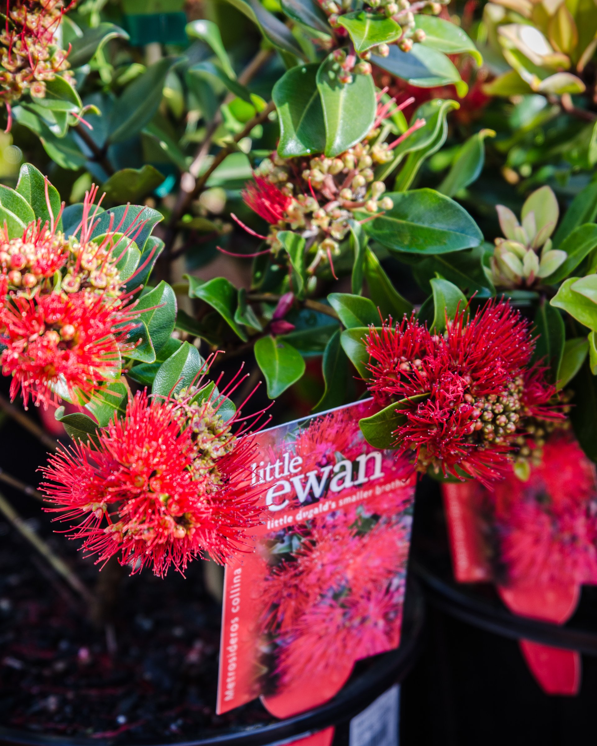 Garden Shrubs for Sale in Queensland Timbara Garden Centre