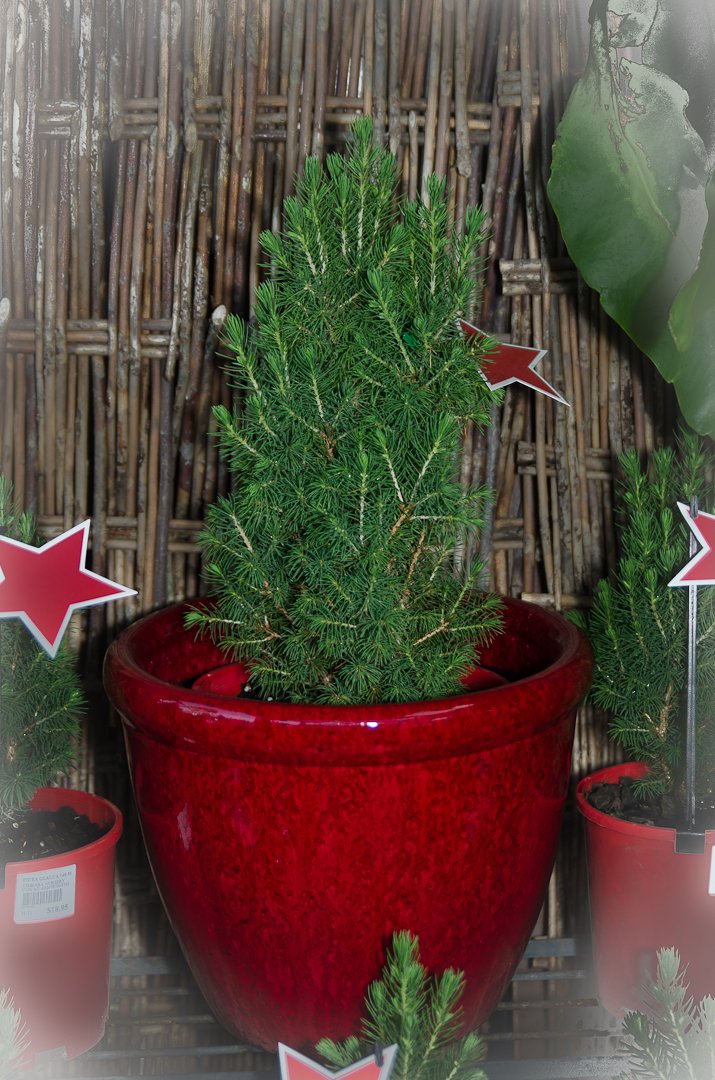 Garden Nursery & Shop in Redlands, QLD Timbara Garden Centre