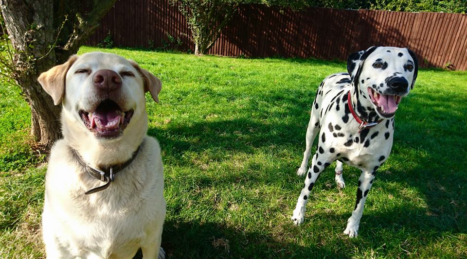 Kennels Rayleigh Daws Heath Boarding Kennels