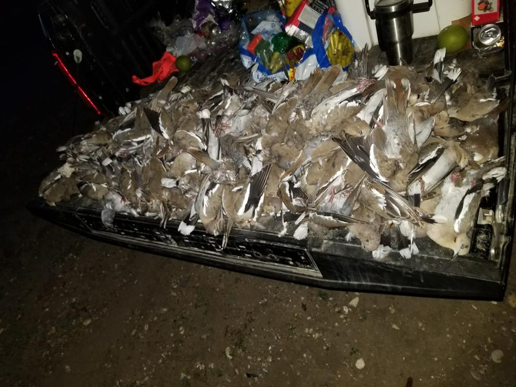 Mexico Dove Hunting Outfitter & Guided Hunts | Loma Colorada