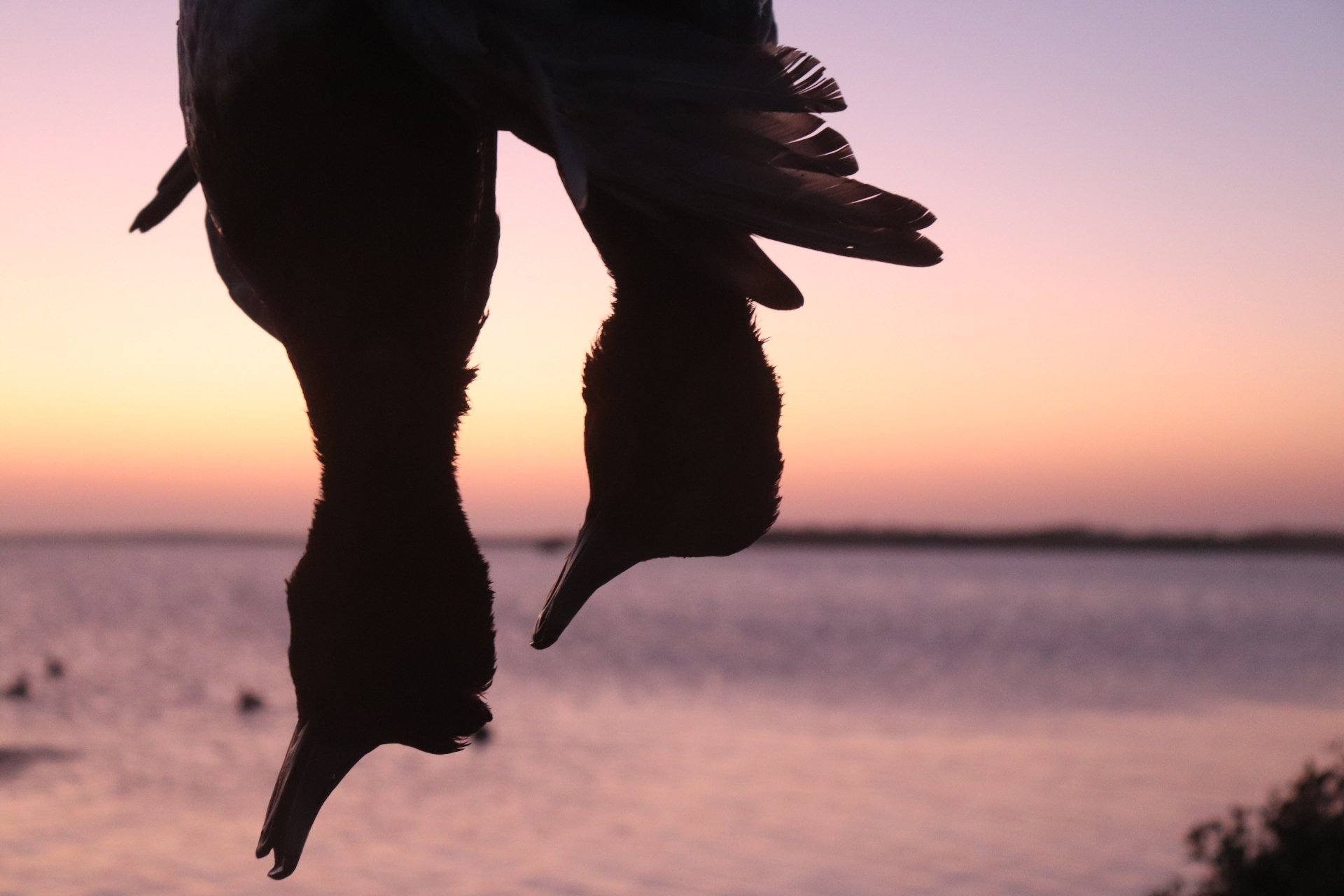 Mexico Duck Hunting Guide & Outfitter | Loma Colorada