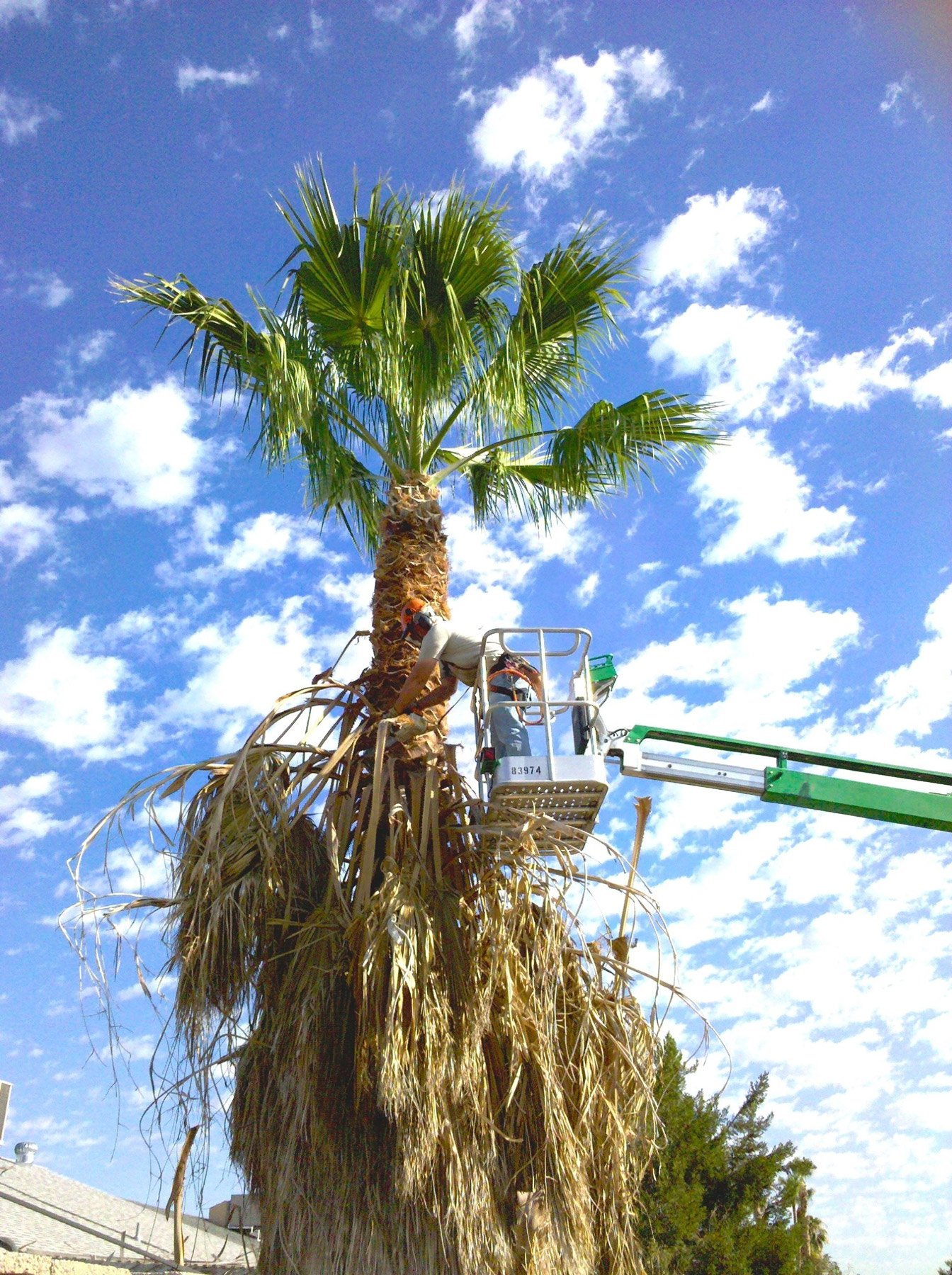 Tree Trimming & Cleanup Las Vegas, NV Henrie Tree Service