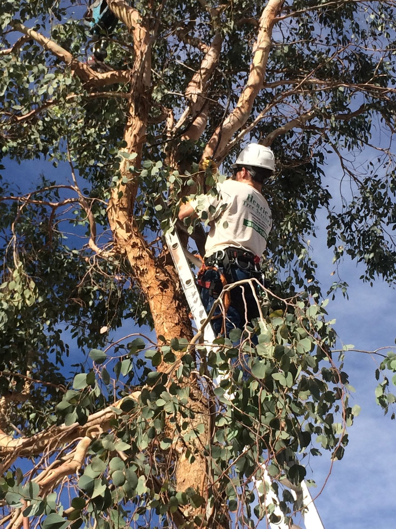 Tree Trimming & Cleanup Las Vegas, NV Henrie Tree Service