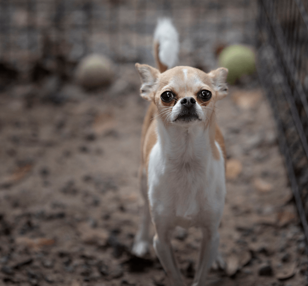 Dog Boarding in Valdosta Southern Hound Club