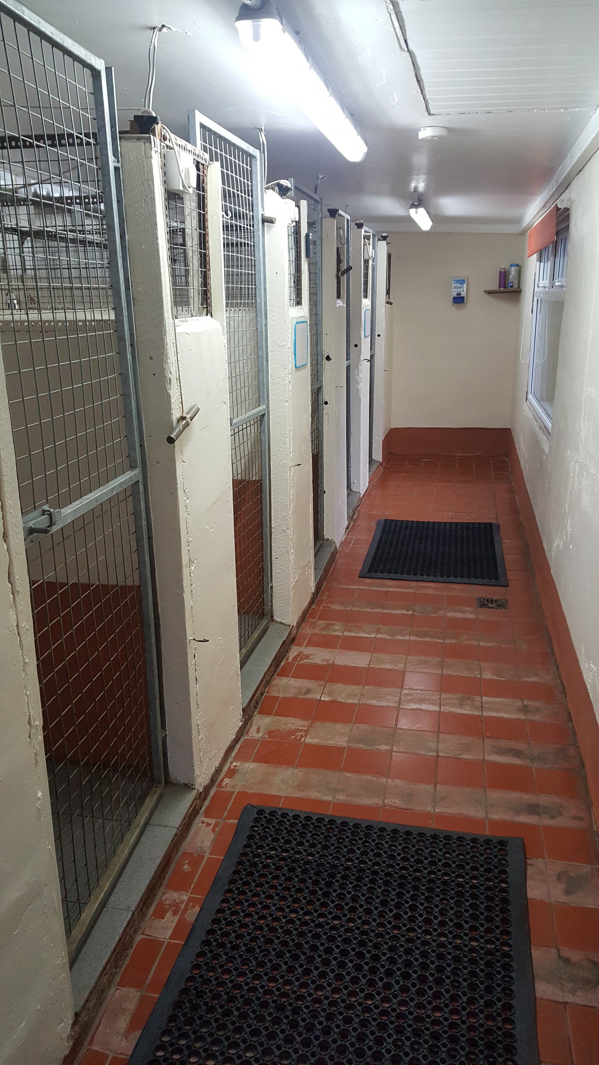 Gallery South Wales Springfield Boarding Kennels