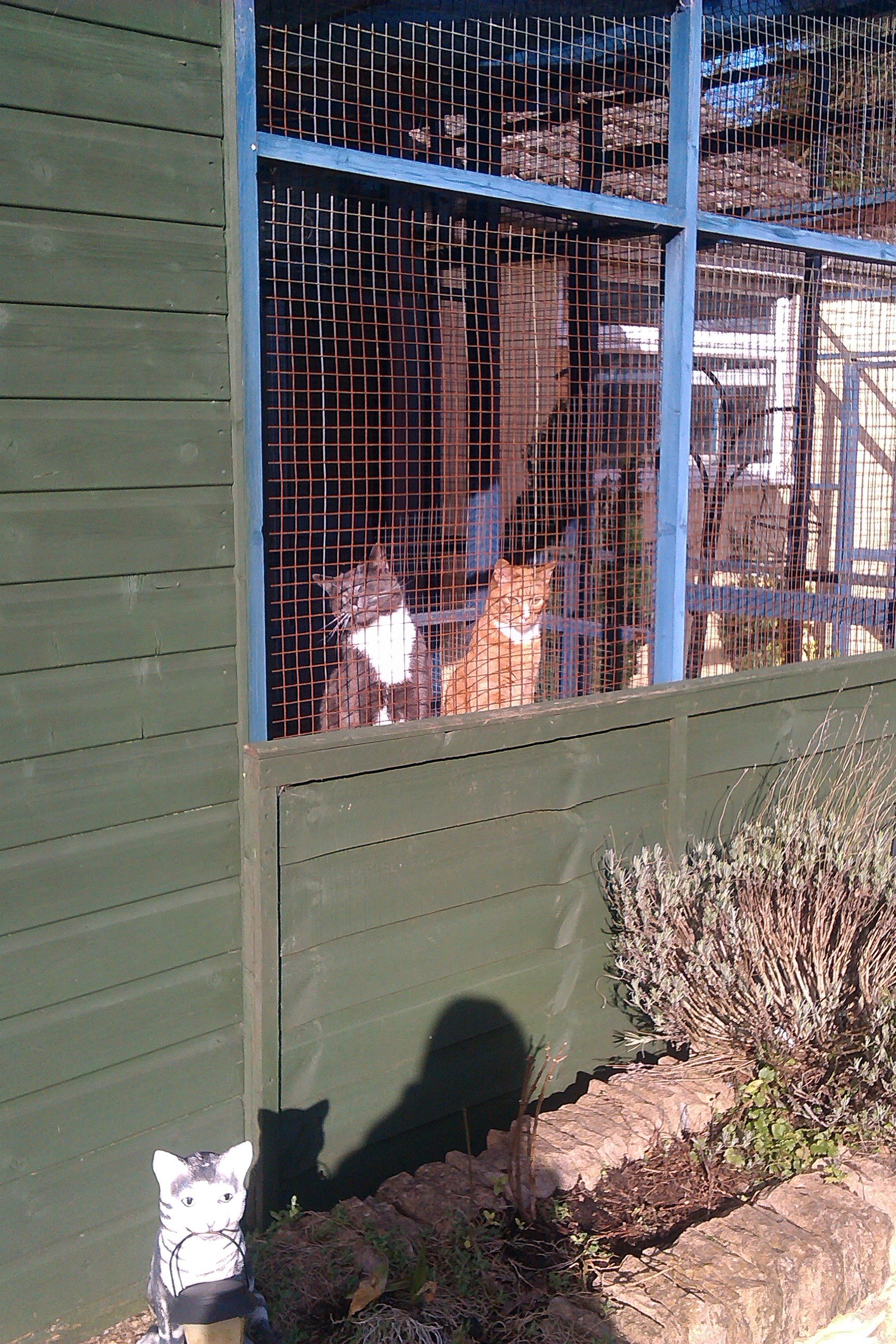 Pet Kennel & Cattery South Wales Springfield Boarding Kennels