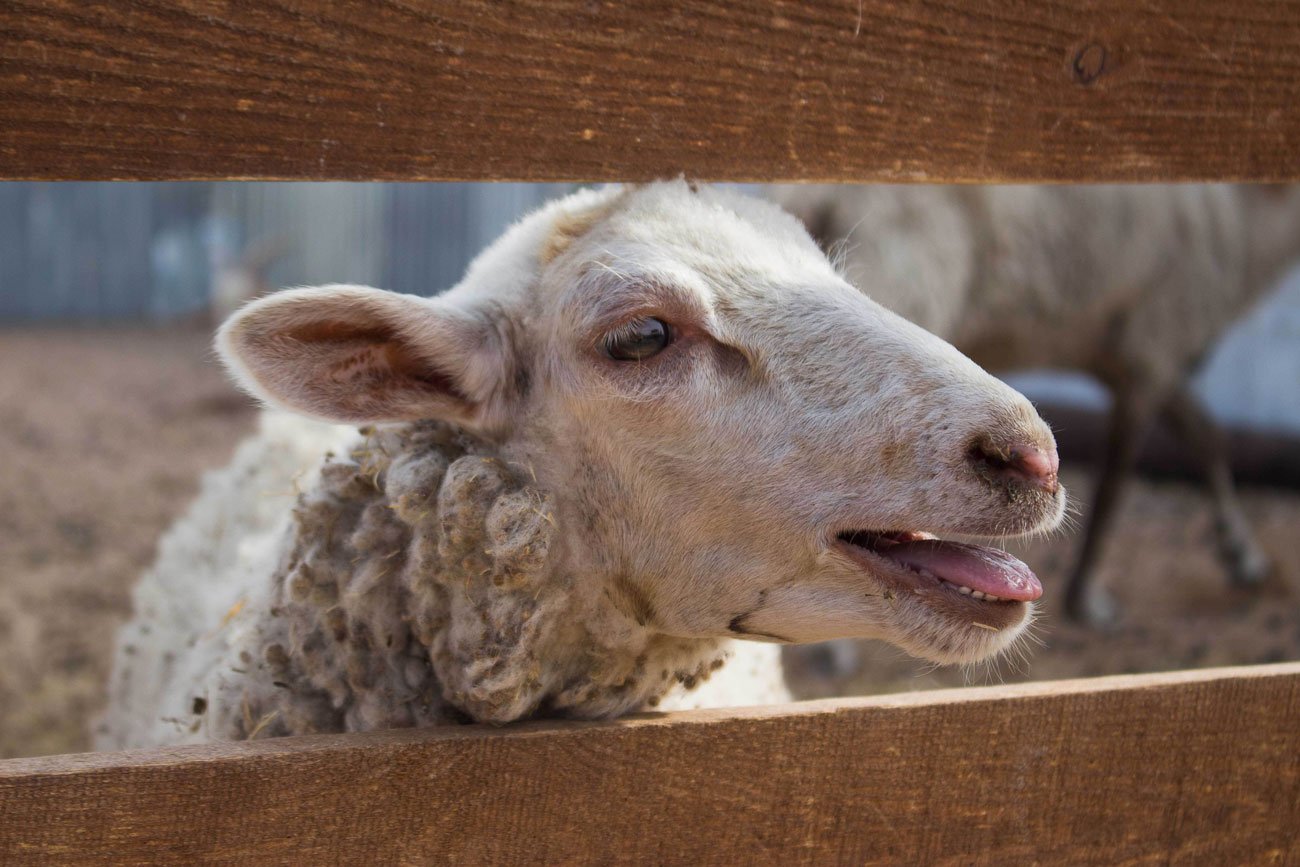 Sheep behind a wooden fence