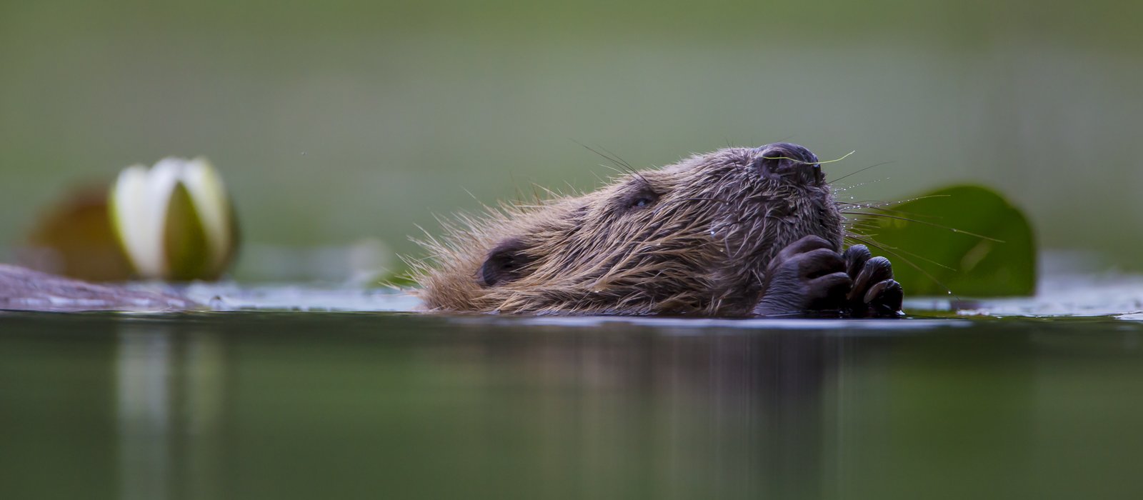 wildlife photography workshop Christmas gift voucher