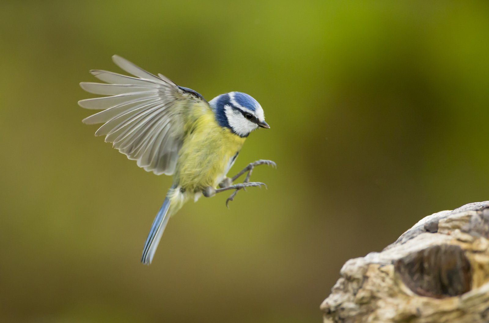 Loch Visions Wildlife Photography Workshops in Scotland