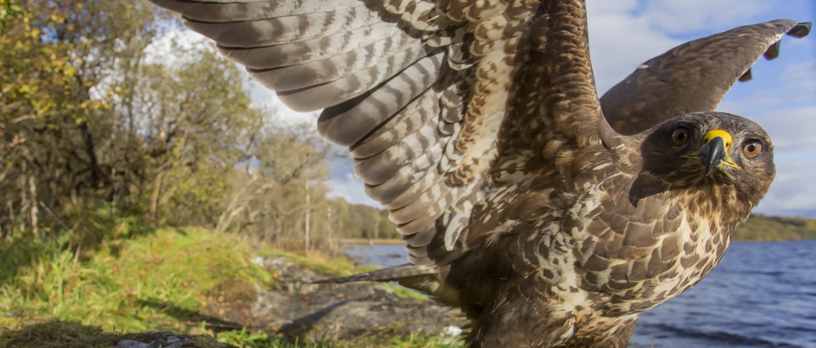 Scottish Wildlife Photography Workshops