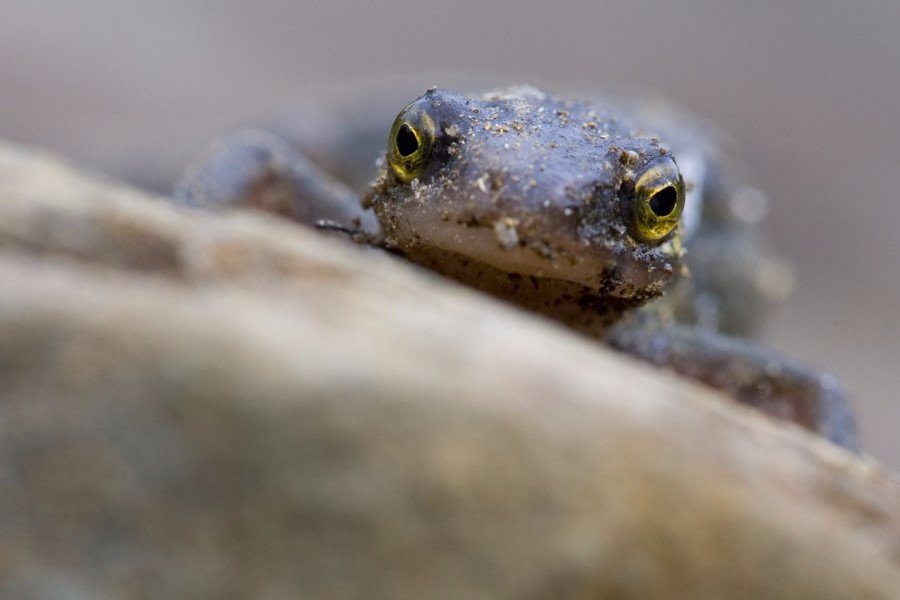 Scottish Wildlife Photography Workshops