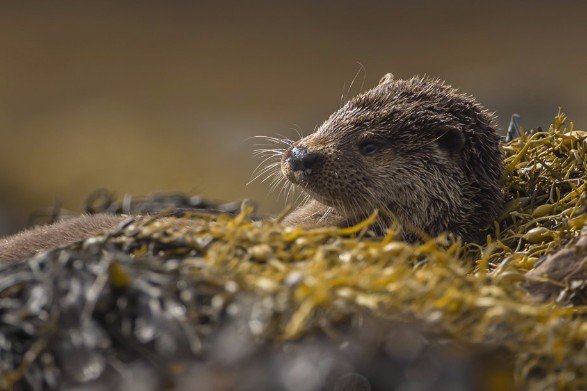 Scottish Otter Wildlife Photography Workshop