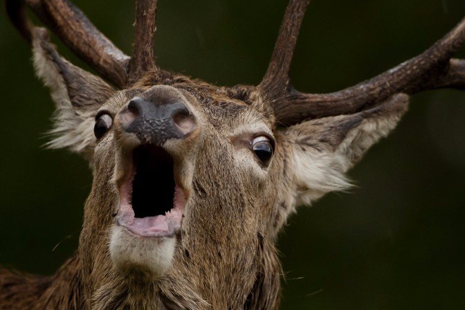 Scottish Wildlife Photography Workshop in Scotland