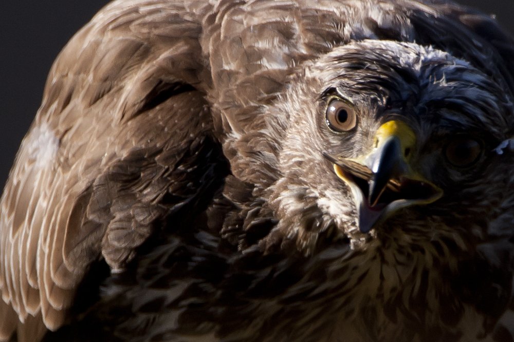 Scotland wildlife photography workshop